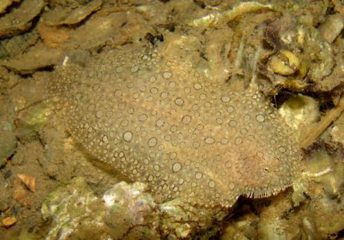 Pardachiruspavoninus.jpg