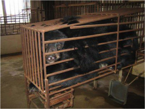 團體批評：政府遲遲未立法禁止熊膽製品入港