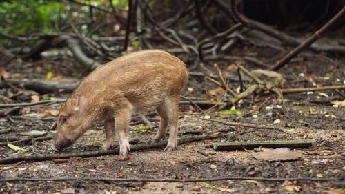 有關受傷野豬「獲救」後即晚被「人道毀滅」之處理質疑