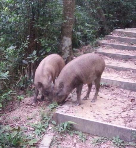 促請警方遵守「動物守護計劃」運作指引