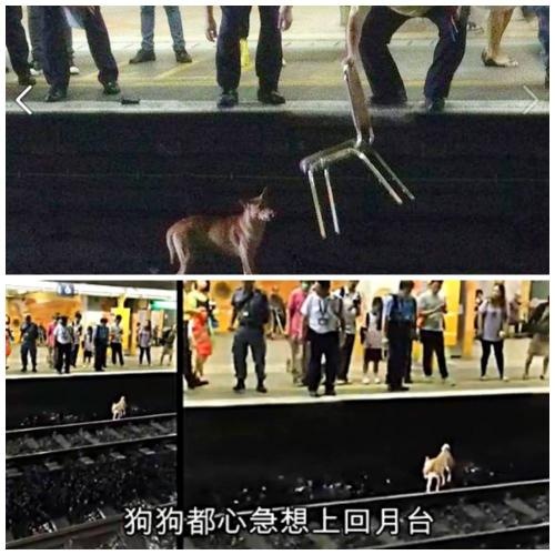 港鐵知情殺狗，是刑事犯罪！