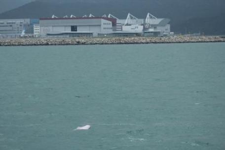 第三條跑道環評報告公佈在即  最新研究顯示中華白海豚身陷囹圄