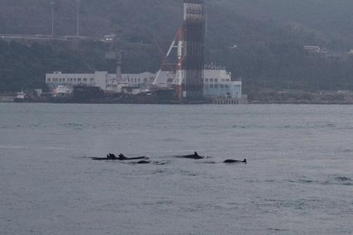 罕有品種偽虎鯨大群於大嶼山東北水域出現