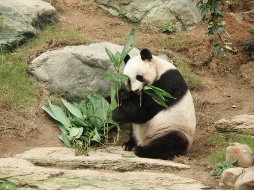 大熊貓佳佳去世 團體：時代進步，應檢討是否繼續困養動物
