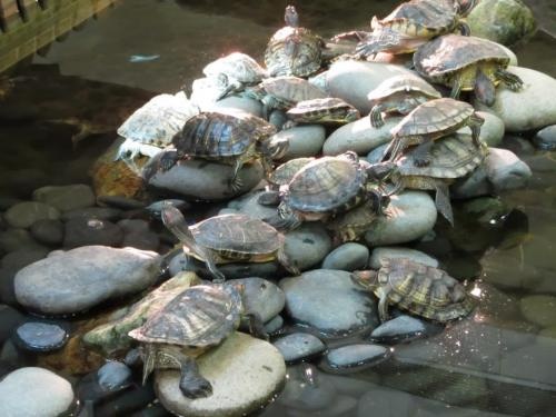 新都城拯救龜行動