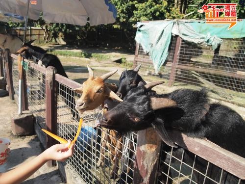 大棠生態園動物生活環境惡劣 毋須領牌無王管