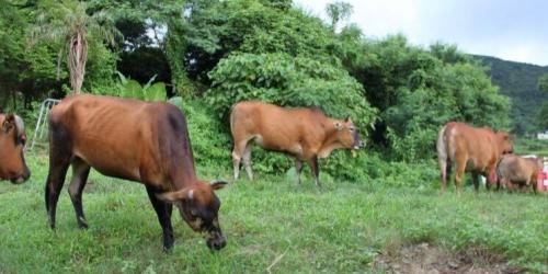 漁護署反口偷調大嶼山西貢牛隻 棄病牛於野疑虐畜