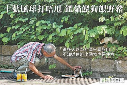 同是香港的淪落人和貓。