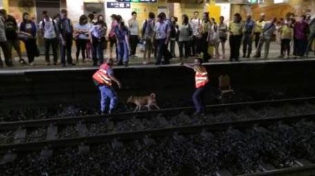 對港鐵於2014年12月11日公布「狗隻進入東鐵路軌範圍事件調查報告摘要」的公開回應