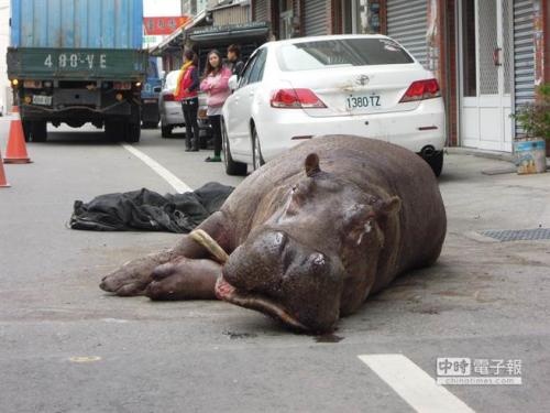 台中河馬摔死揭圈養動物慘況 香港動物園同惹爭議