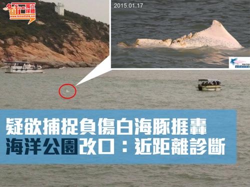 疑欲捕捉負傷白海豚捱轟 海洋公園改口：近距離診斷