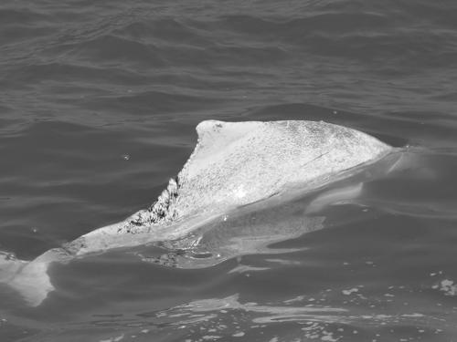 WL-212之死：救救海豚，在牠們消失之前