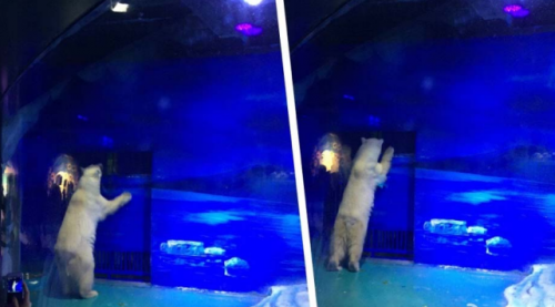 廣州商場新建水族館 白鯨北極熊困惡劣環境