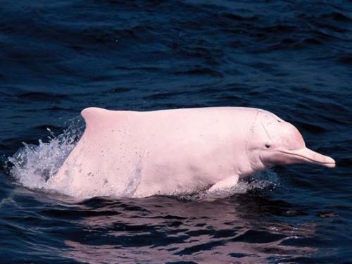 沒有「希望」的中華白海豚–動保系列（二）