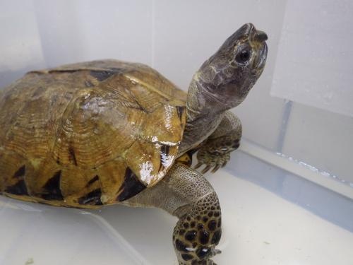 瀕危的亞洲龜類——緬甸山龜