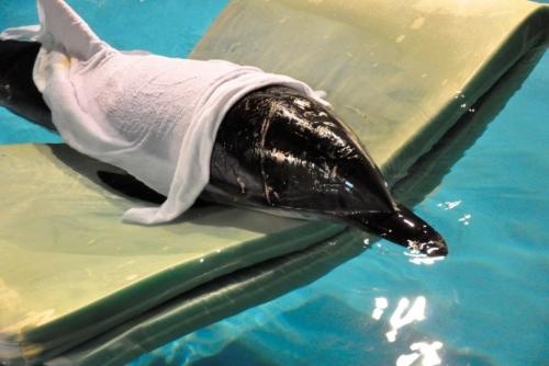 營救海豚惹爭議 海洋公園：跟足指引 團體：應先考慮能否野放