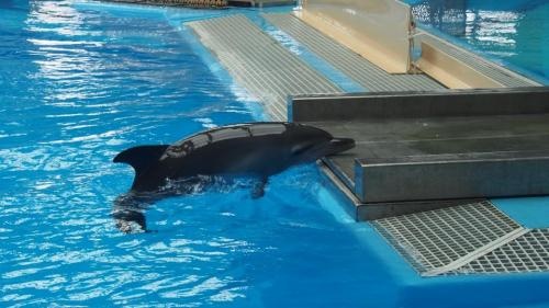 小海豚出世僅20日夭折 海洋公園：不需向外公佈