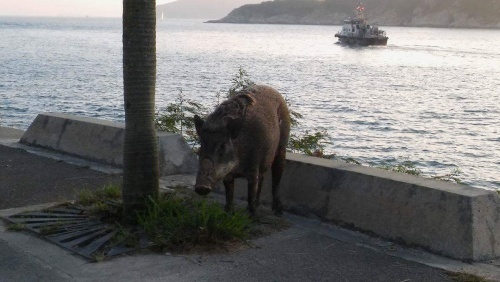 回應漁護署