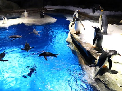 海洋公園大肆宣傳小企鵝出生 實為保育反面教材