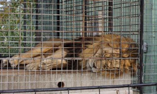 動物園是教育、保育還是動物展覽館？