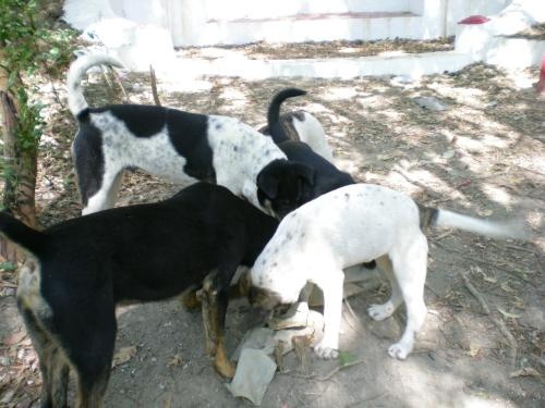 動物法例教室（三）餵貓餵狗犯法嗎？