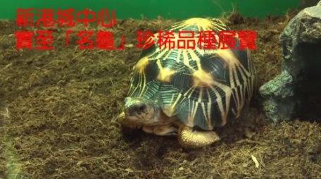 從珍稀物種展覽看香港的保育政策