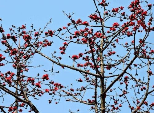 木棉樹的美麗警告| 林超英| 獨立媒體
